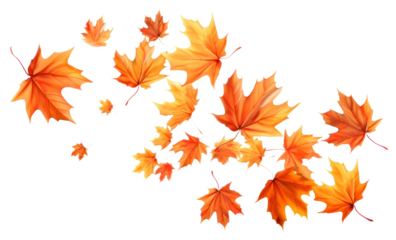 PNG Autumn maple leaves backgrounds falling plant.