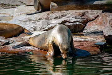 Seelöwe trinkt Wasser im Nürnberger Tierpark