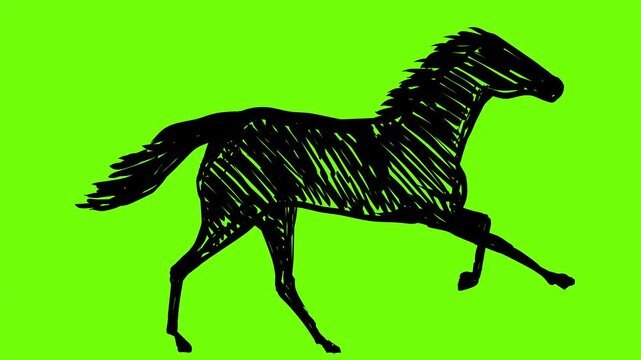 2d Animation line drawing of a horse stallion or pony racing running galloping side view on white, black and green screen in 4k ultra-high-definition.
