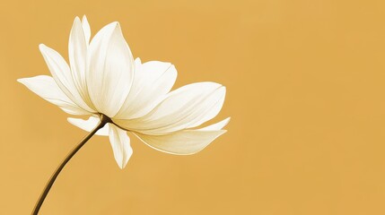 Obraz premium A serene white lotus flower against a warm yellow background, symbolizing purity and tranquility.