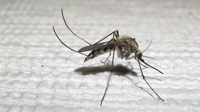 A mosquito on white wall, close-up video of gnat