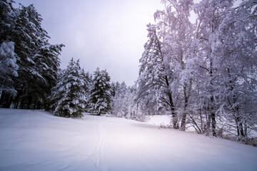 A snowy field with trees in the background