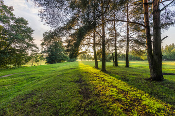 A field of trees with a path in the middle