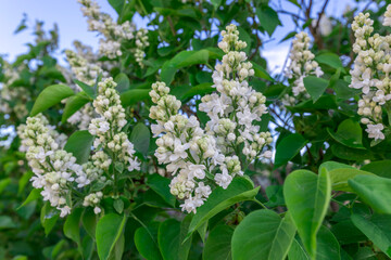 A group of white flowers with green leaves