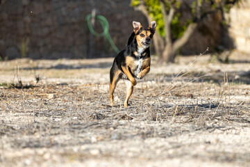 Mixed breed dog running in the field.