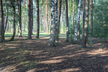 A forest with trees and a field of grass