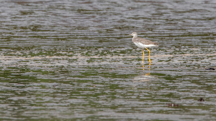 Pitotoy Grande (Tringa melanoptera) en humedal