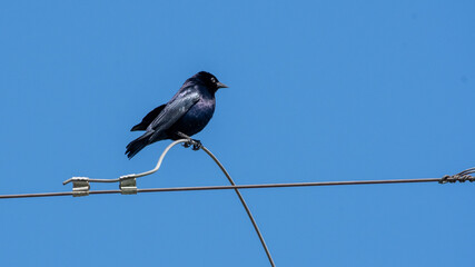 Mirlo (Molothrus bonariensis) posado en cable 