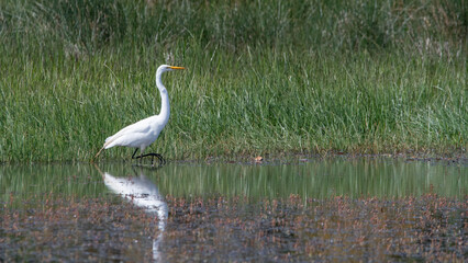 Garza grande (Ardea alba) en humedal 