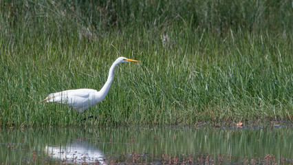 Garza grande (Ardea alba) en humedal 