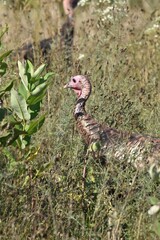 Turkeys feeding in a field