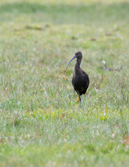 Cuervo de pantano (Plegadis chihi) 