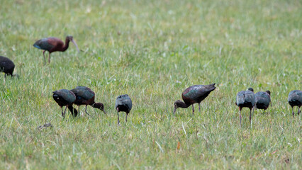 Cuervo de pantano (Plegadis chihi) 
