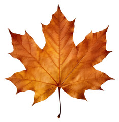 Fototapeta premium PNG Autumn maple leaf on white