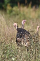 Turkeys feeding in a field