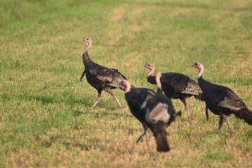 Turkeys feeding in a field