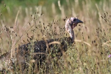 Turkeys feeding in a field