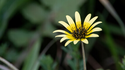 flor silvestre amarilla con pistilos negros 
