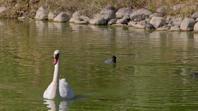 Swan and Fulica Atra Ducks Floating in Calm Lake Water Footage.