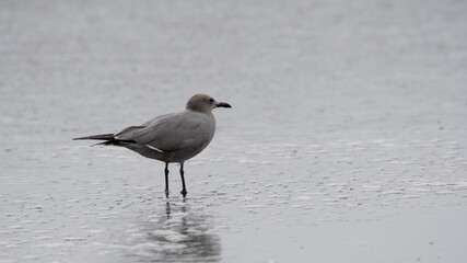 Gaviota garuma (Leucophaeus modestus)