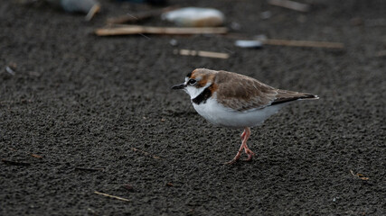 Chorlo de collar (Charadrius collaris) herido