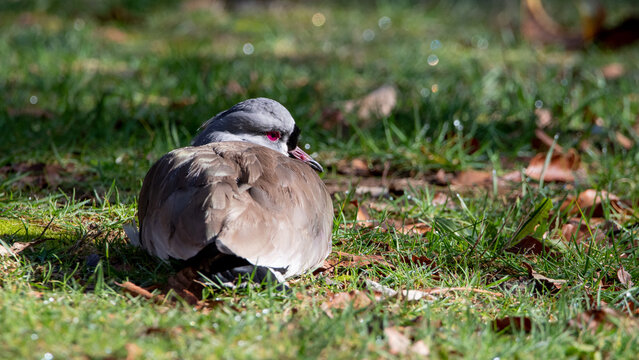 Treile, queltehue (Vanellus chilensis )