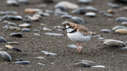 Chorlo de collar (Charadrius collaris) herido