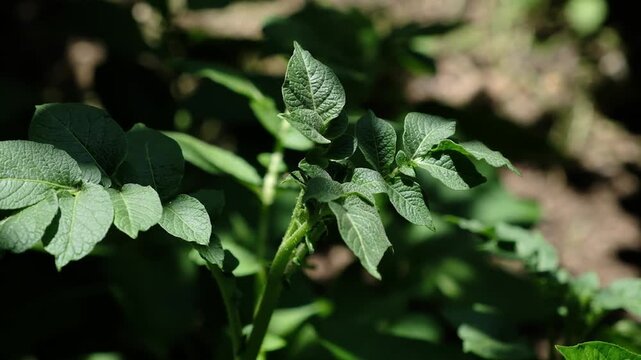 A close-up view of lush green potato plants growing in soil. The healthy plants are in their early growth stage under natural sunlight. Slow Motion