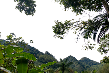 View of green jungle, mountain and hills. Panoramic view of nature in Lumiar, Rio de Janeiro. Transparent background.