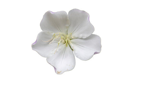Flor branca de Manac&aacute; da Serra (Tibouchina mutabilis), em plena flora&ccedil;&atilde;o em foco, &aacute;rvore pioneira da Mata Atl&acirc;ntica brasileira muito caracter&iacute;stica da encosta &uacute;mida da Serra do Mar, isolado em fundo t