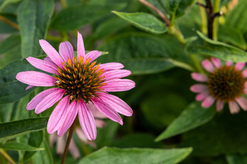 Obraz premium Garden Flowers