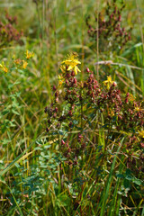 Yellow flowers and red fruits of St John's wort, Hypericum perforatum with a bee on the flower. Vertical photo. Pollination by bees, winged insects, medicinal herbs growing wild in the meadow.