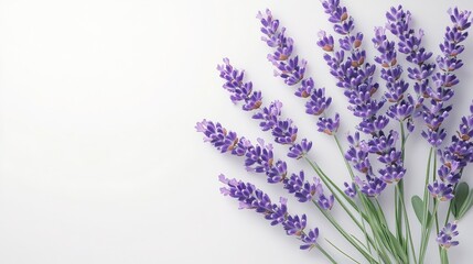 Beautiful aromatic lavender flowers isolated on white top view : Generative AI