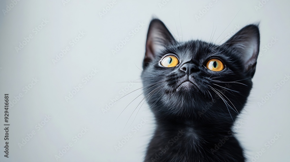 Poster a black cat with yellow eyes is sitting on a white background the cats eyes are wide open giving it 