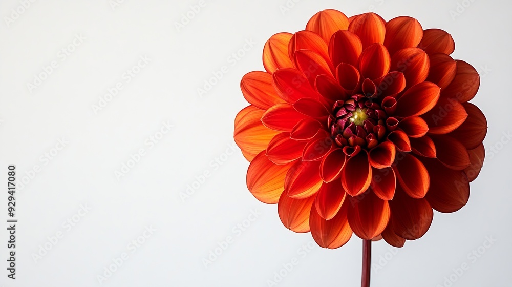 Poster studio portrait of a beautiful single waltzing matilda dahlia bloom isolated over white background i