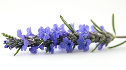 Rosemary flower isolated on white background Salvia rosmarinus : Generative AI