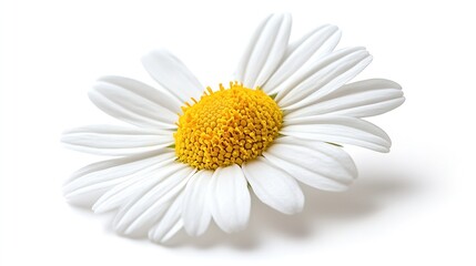 Fototapeta premium chamomile flower beautiful and delicate on white background chamomile or daisies isolated on white background with clipping path : Generative AI