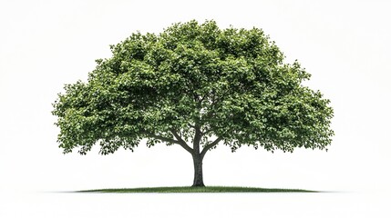 Obraz premium European Beech Tree isolated on white background with alpha clipping mask : Generative AI