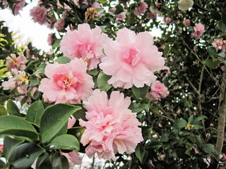 White sasanqua flowers