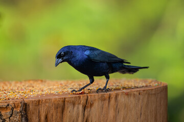 Shiny Cowbird (Molothrus bonariensis)