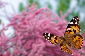 beautiful butterfly on nature background with flowers
