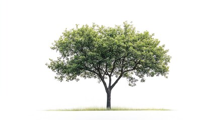 Obraz premium Single big tree isolated on white background Tropical wood plant for advertising architecture design clipping path Green leaf forest and foliage Large trunk growth lone in spring or su : Generative AI