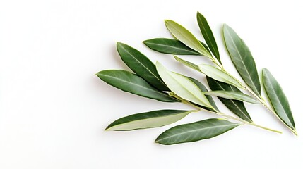 Two fresh olive branches with leaves isolated on white background closeup : Generative AI