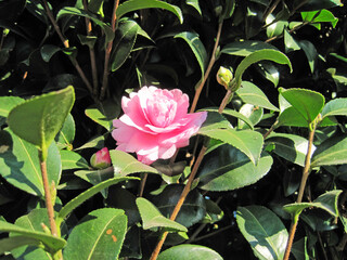 White sasanqua flowers