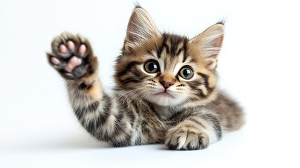 Fototapeta premium Gorgeous young Kurilian Bobtail cat kitten sitting up side ways Looking towards camera One paw playfully lifted isolated on a white background : Generative AI