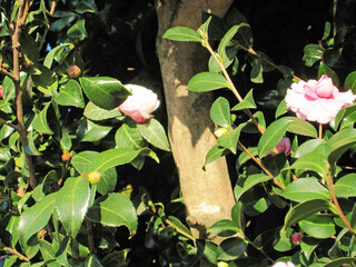 White sasanqua flowers