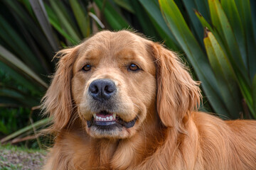 golden retriever dog
