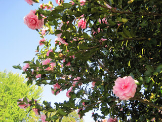 White sasanqua flowers