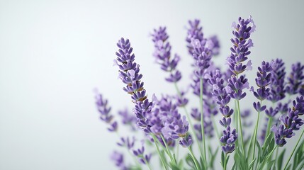 Naklejka premium Bouquet of beautiful lavender flowers isolated on white : Generative AI