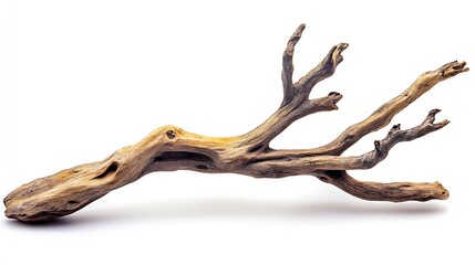 Obraz premium Piece branches of driftwood for aquarium design and decor isolated on white background with clipping path : Generative AI